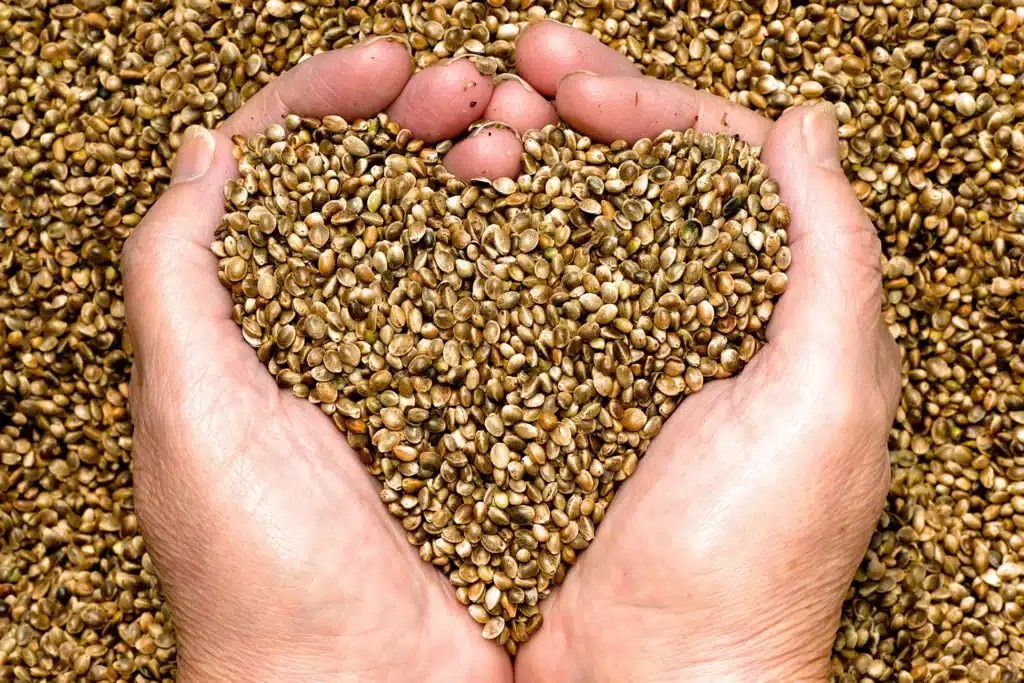 Close Up Image of a Pair of Hands Scooping Up a Pile of Hemp Seeds